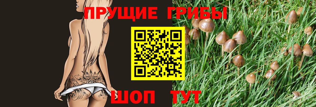 Псилоцибиновые грибы Psilocybine cubensis  Вход с VPN  Псилоцибиновые грибы прущие грибы  Чебоксары 
